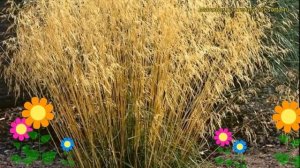 Щучка(Луговик) дернистая Голд Тау. Краткий обзор, описание deschampsia danthonioides Gold Tau