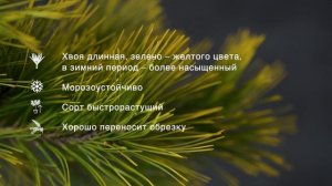AUREA - сосна густоцветковая (Pinus densiflora 'Aurea') – описание растения