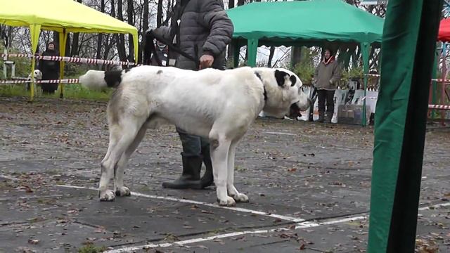 Монопородная выставка САО в г. Александров (13.10.12) смотреть онлайн