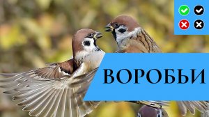 ВОРОБЬИ – интересные факты