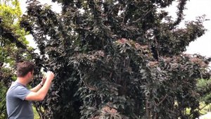 Sambucus nigra 'Black Tower' - Oszlopos bordó levelű bodza