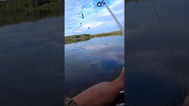 Как поймать рыбу на кусок мясо. #shorts #рыбалка #fishing #рыба #щука #видеопрорыбалку