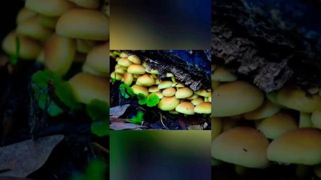 НЕБЕЗПЕЧНІ ГРИБИ БЛИЗНЮКИ. частина перша #гриби #отруйнігриби смотреть онлайн