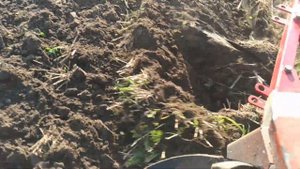 Літня оранка стерні пшениці трактором Т25 та плугом Wirax 2-25 Orlik