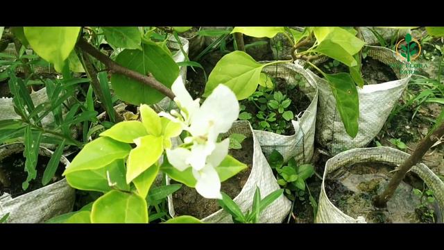 Buy Multi Colour Bougainvillea At Cheapest Price||Online Plant Shop||The Flora Park смотреть онлайн