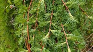 LOVELY Buds and Blooms in my SPRING Cottage Garden (up close, peaceful TOUR)