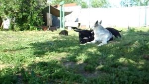 Питомник ВЕОЛАР