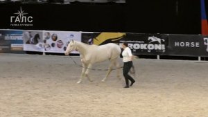 #ЛОШАДИ: ахалтекинская чистокровная, ЖЕРЕБЦЫ 2-х лет #ИППОсфера 2019 выставка лошадей