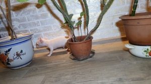 Щеночки чихуахуа и мальтийской болонки. Продаются. Одесса.