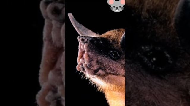 самые страшные летучие мыши. смотреть онлайн