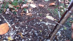 Проблемы жимолости осенью-повторное цветение.