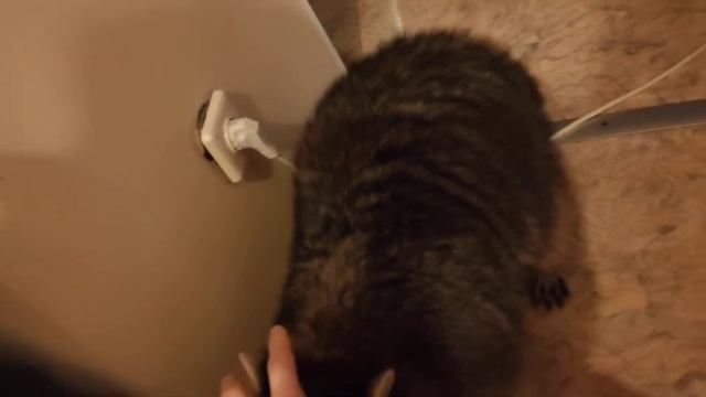 Яя думал что поймал ЕНОТА... смотреть онлайн