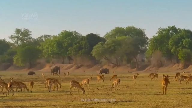 Львы против буйвола, крокодила, бегемота, антилопы, жирафа, зебры и гиен! Львы в деле! смотреть онлайн