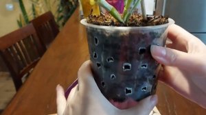 Орхидея Дендробиум Нобиле. Обзор реанимашки через 4 месяца