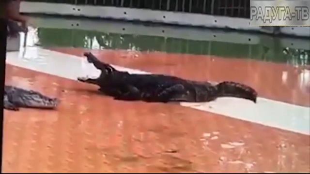 Крокодилы нападают на людей смотреть онлайн