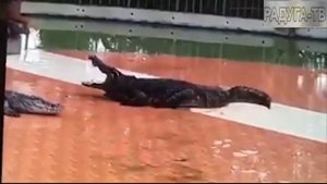 Крокодилы нападают на людей