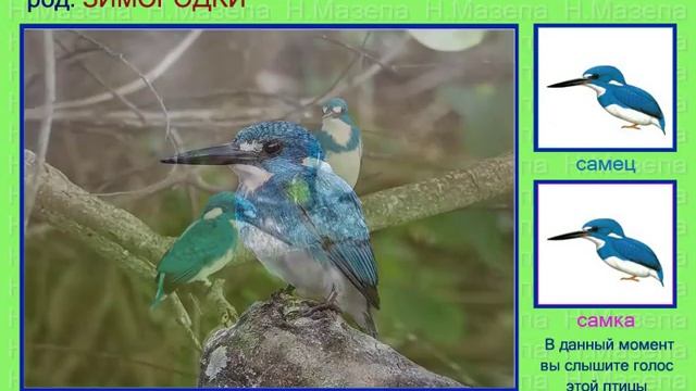 Зимородок. Голоса птиц смотреть онлайн