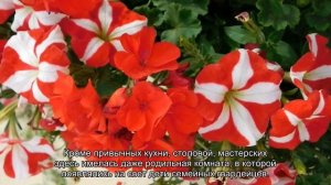 О Марсовом поле в Санкт-Петербурге: где находится на карте, кто на нем похоронен