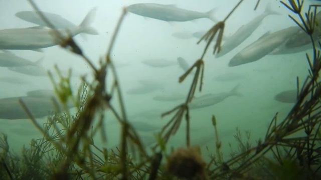 Баунтовский р н Одно из озер DSCN2792 смотреть онлайн