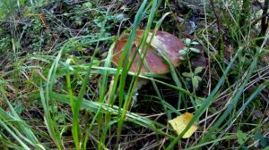 Летние белые грибы. Дождались. В лесу пошли белые грибы