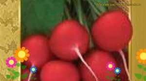 Редис Заря (Редис Zarya). Краткий обзор: Редис Заря описание характеристик, где купить семена Zarya