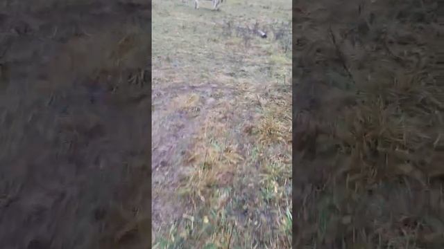 Я видел форму земли поднявшись в тонком теле на высоту 1000 км. - она плоская и там есть преграда смотреть онлайн