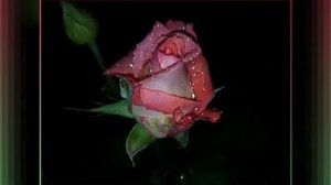 Розы ночью после дождя.