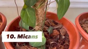 My Philodendron Collection | Different Varieties of Philodendron | Mommy Minou