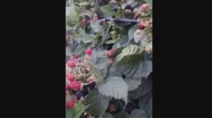 Ежевика Блэк Мэджик (Черная Магия)