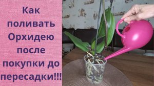 Когда и как поливать Орхидею после покупки? При таком поливе корни не сгниют.