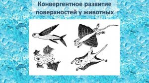 Адаптивная морфология | Общая экология