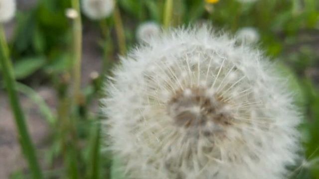 РЕЛАКС! До чего же хорошо! До чего ж Красивые Цветочки! смотреть онлайн