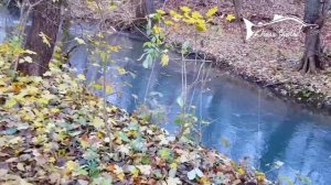 ЛОВЛЯ ФОРЕЛИ В НОЯБРЕ 2018 | ФОРЕЛЕВАЯ РЕЧКА В ЛЕСУ