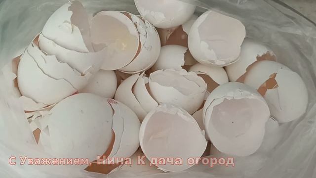КОРМЛЮ ТОМАТЫ ЭТИМ ОРГАНИЧЕСКИМ УДОБРЕНИЕМ! ПОМИДОРЫ СЛАДКИЕ И УРОЖАЙ ЗАШКАЛИВАЕТ.