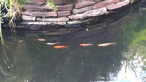 Рыба выпрыгивает из воды