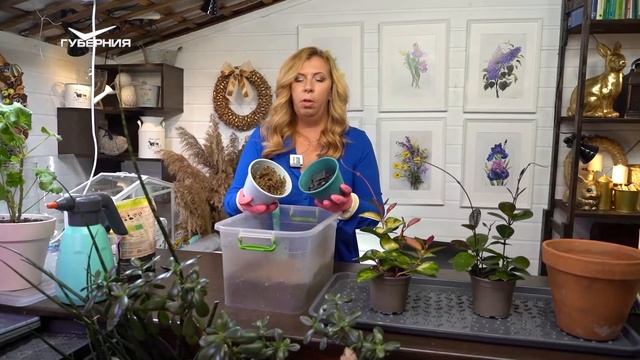 Декоративные красивоцветущие растения. Дачные сезоны