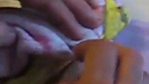 Роды у попугая волнистого как попугаи несут яйца помощь при родах попугая