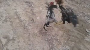 хуруз ҷанг да ноҳияй Хуросон ҷангшда дам мегири