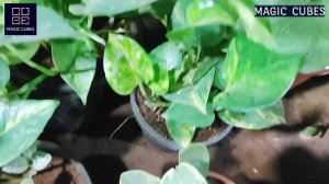 Money Plant Care Tips| Pothos Plant Care | Best Indoor Plants for Clean Air | Best Indoor Plants