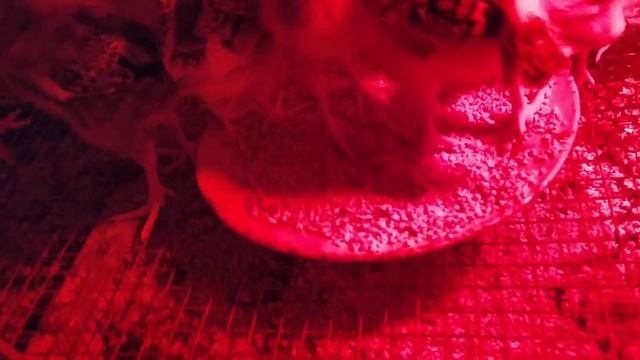 Гульчитай показала личико??? смотреть онлайн