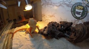 Бородатая  агама  Содержание грунт и декор на iLikePet