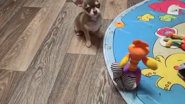 Щенок чихуахуа смотреть онлайн