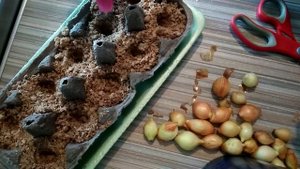 КАК ПОСАДИТЬ БЕЗ ЗЕМЛИ ЛУК СЕВОК И ЧЕСНОК