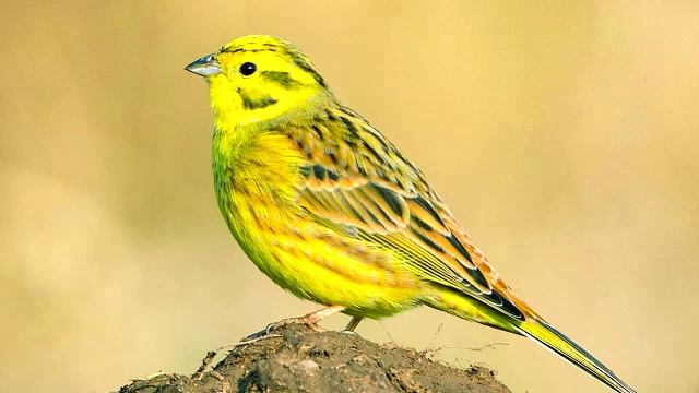 пение птиц - овсянка обыкновенная смотреть онлайн