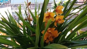 Новый ампельный цимбидиум"Cora"!Основные правила содержания Cymbidium.