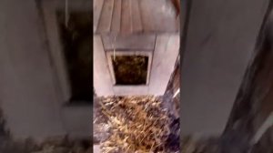 перенос гнезда индоутки с яйцами в другое место