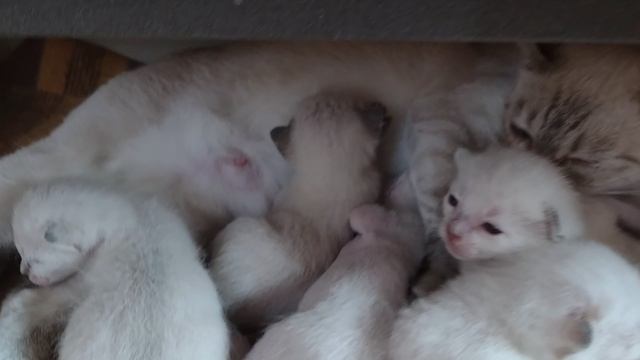 Котятки-ребятки растут