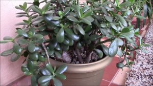 Мульчирование почвы в кашпо с комнатными растениями.Мульчирование.