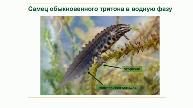 "Музеи ТГУ – детям о науке" Земноводные Томского Приобья смотреть онлайн