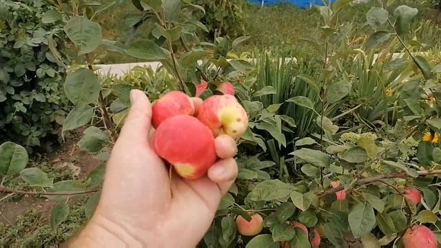 Яблоня Мельба. Плоды моего нормирования (нормировки)